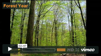 Video Forest Year