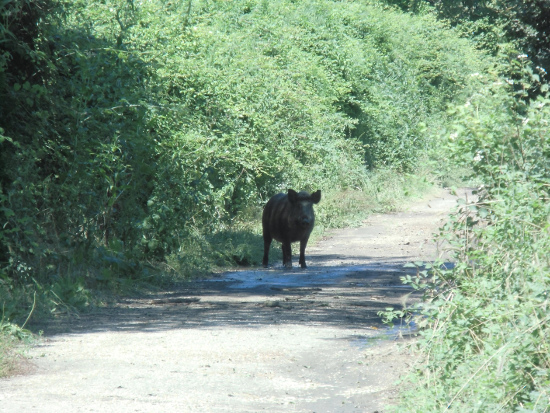 Cinghiale