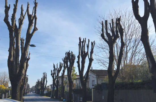 alberi capitozzati