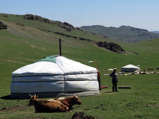 Mongolia: yurte e mucche