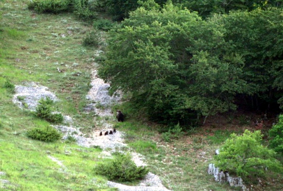 Parco Nazionale d’Abruzzo, orso marsicano, mamma con 4 cuccioli