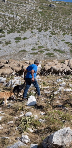 Il pastore Americo, foto di Emiliano Cribari