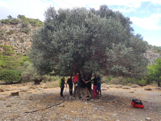 Creta, abbracciare un albero, foto Stefano Lucchetti