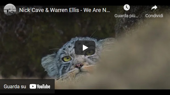 Video – Nick Cave & Warren Ellis – We Are Not Alone (La Panthère des Neiges)
