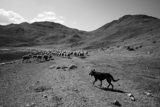 Lago della Duchessa: cane e pecore