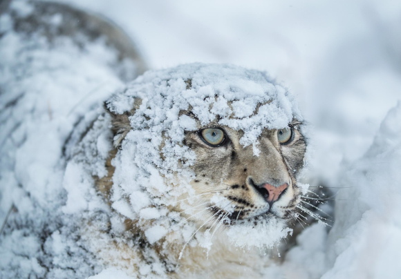 Leopardo delle nevi, foto di Muhammad Osama, WWF Pakistan