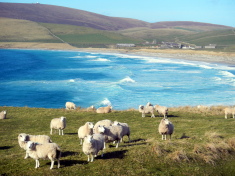Isole Shetland