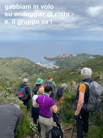 gabbiani in volo | su ondeggiar di cisto - | e, il gruppo va! 