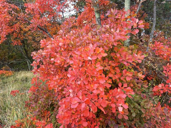 Carso, Autunno