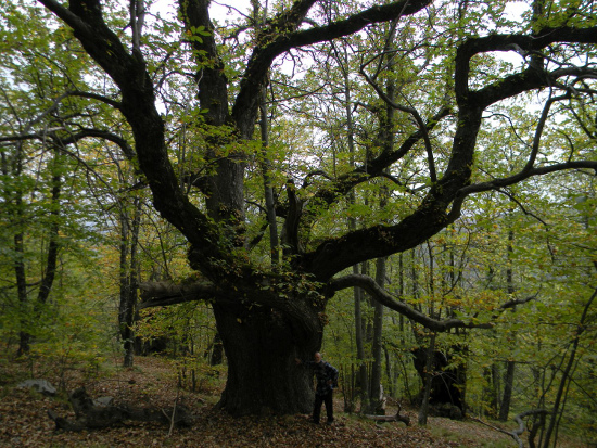 La colonia di grandi bocche del bosco di Grou. Foto: Tiziano Fratus