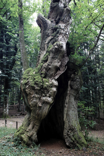 La grande bocca-ristoro dei camaldolesi. Foto: Tiziano Fratus