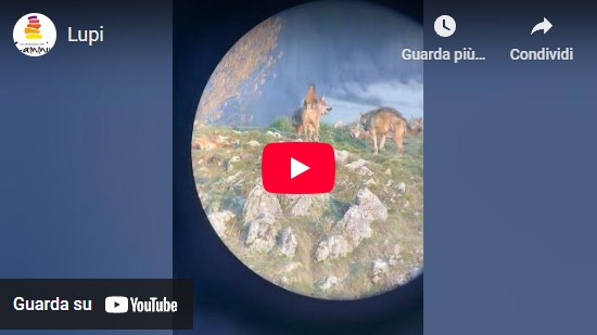 Video – Lupi, Parco Nazionale d'Abruzzo