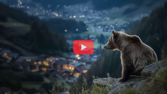 Video – Pericolosamente vicini - Vivere con gli orsi