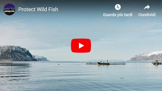 Video Patagonia: Protect Wild Fish