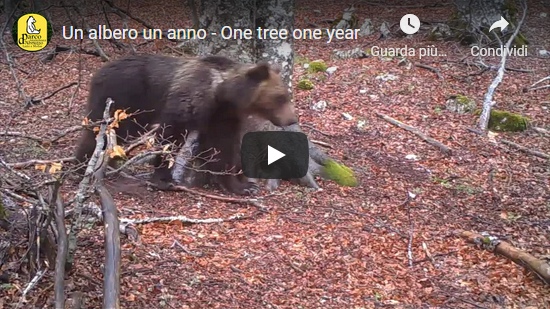 Video Parco Nazionale d’Abruzzo: Un albero un anno