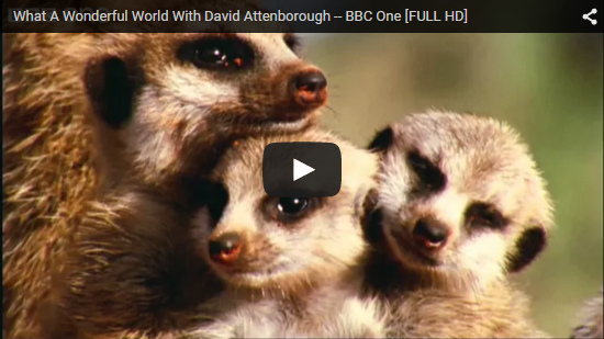 Video What A Wonderful World With David Attenborough - BBC One